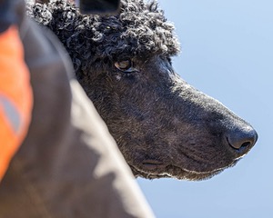 Hugo