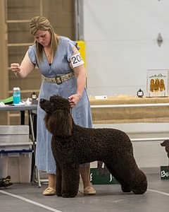 200 - GCH CH Poole’s Ide By Design