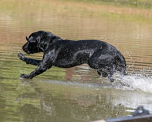 Beau