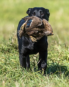 Merlin Curran