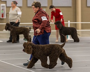 204 - CH Brekkon’s Brown Eyed Girl At Flintcrest DJ CGC TKN FTI