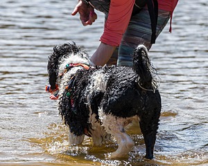 Fiji Gale