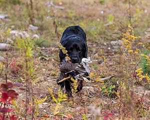 20191013-WCIL-0010.jpg
