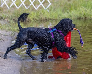Perry
