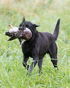 20170805-MH1-2908.jpg