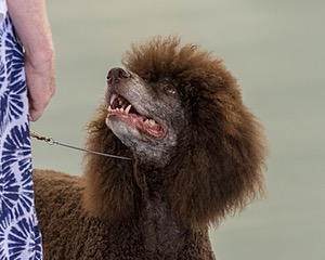 36 - GCH ARROYO'S BEGIN THE BEGUINE AX OAJ NF (Porter)