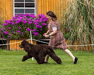 11 - GCH CH BREKKON'S FIRST MARK BN RN CGC TKN (Hunny)
