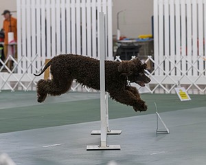 2503 - GCH CH BLACKTHORN'S KEEVA CROMPTON AX AXJ XF RN CGC (Keeva)
