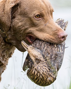 Hunter Law
