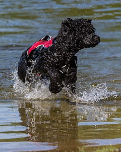 Breeze Holden