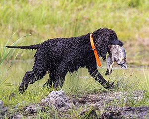 Ghillie Kezer