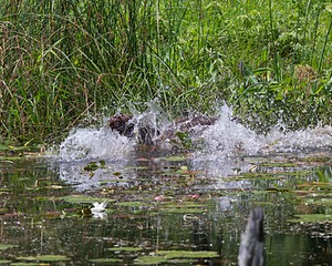 Stella Hoagland