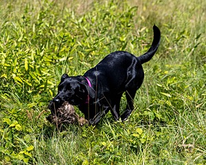 Kona Reise