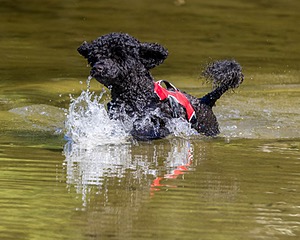 Breeze Holden