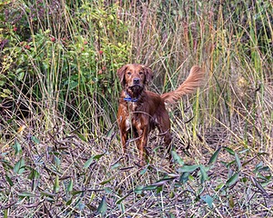 Finley