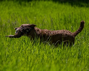 20170604-SEAL-1144.jpg