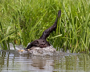 Drake Coppola
