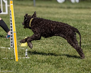 Glider