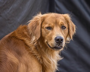 Moose Curtis