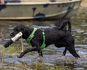 Ebony Ferrandino