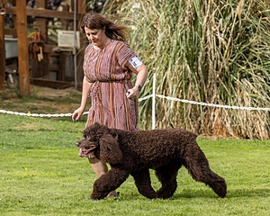 11 - GCH CH BREKKON'S FIRST MARK BN RN CGC TKN (Hunny)