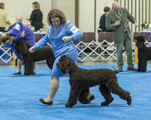 10 - Poole's Ide Touch Of Mink (Darla)