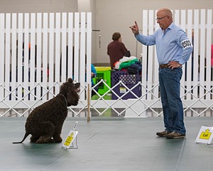 2503 - GCH CH BLACKTHORN'S KEEVA CROMPTON AX AXJ XF RN CGC (Keeva)