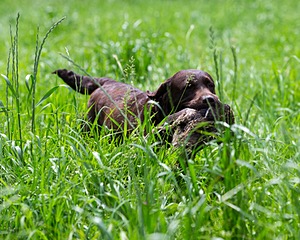 20160604-SEAL-1166.jpg