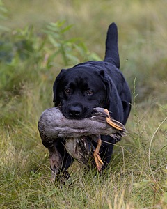 Murphy
