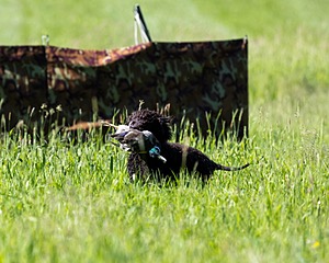 Ghillie Kezer