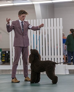 48 - GCH WHISTLE STOP'S TERRA MARIQUE POTENS (Honor)