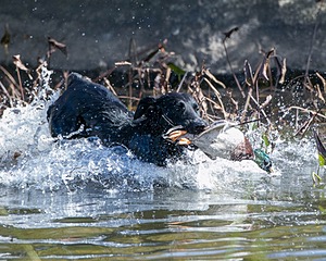 Splash
