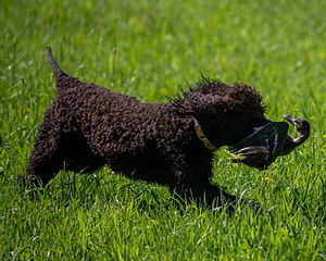 Ghillie Kezer