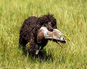Ghillie