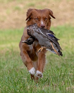 Ganser Baillargeon
