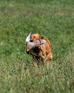 Bailey Bunting