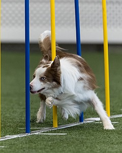 Furgus Standish