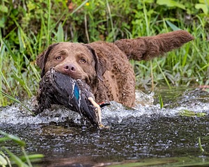20170603-SHRW-1712.jpg