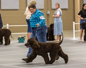 204 - CH Brekkon’s Brown Eyed Girl At Flintcrest DJ CGC TKN FTI