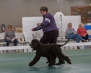 62 - GCH ALL GREEN WI' ENVY V ALPHA NORDIC CD RE DS RATN (Jade)
