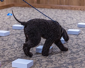 Oscar