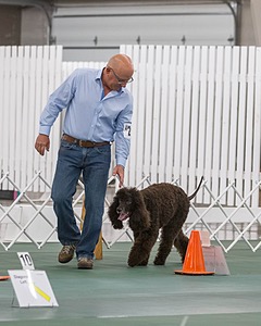 2503 - GCH CH BLACKTHORN'S KEEVA CROMPTON AX AXJ XF RN CGC (Keeva)