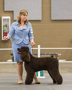 200 - GCH CH Poole’s Ide By Design (Skeeter)