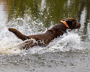 Toffee Wilson