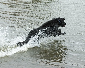 Splash