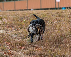 Glenforest's Pique Dame JH (Chloe)