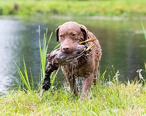 Hunter Law