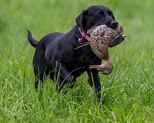 20170603-SHRL-1198.jpg