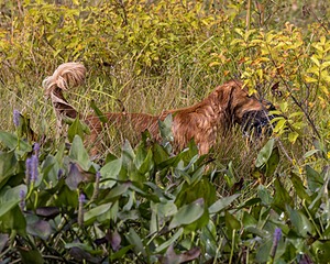 Moose Curtis