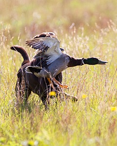 Marley Baker